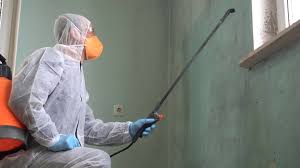 Best Basement Mold Removal in Willow Grove, PA